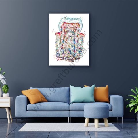Dental Tablo - Colorful Tooth Anatomy