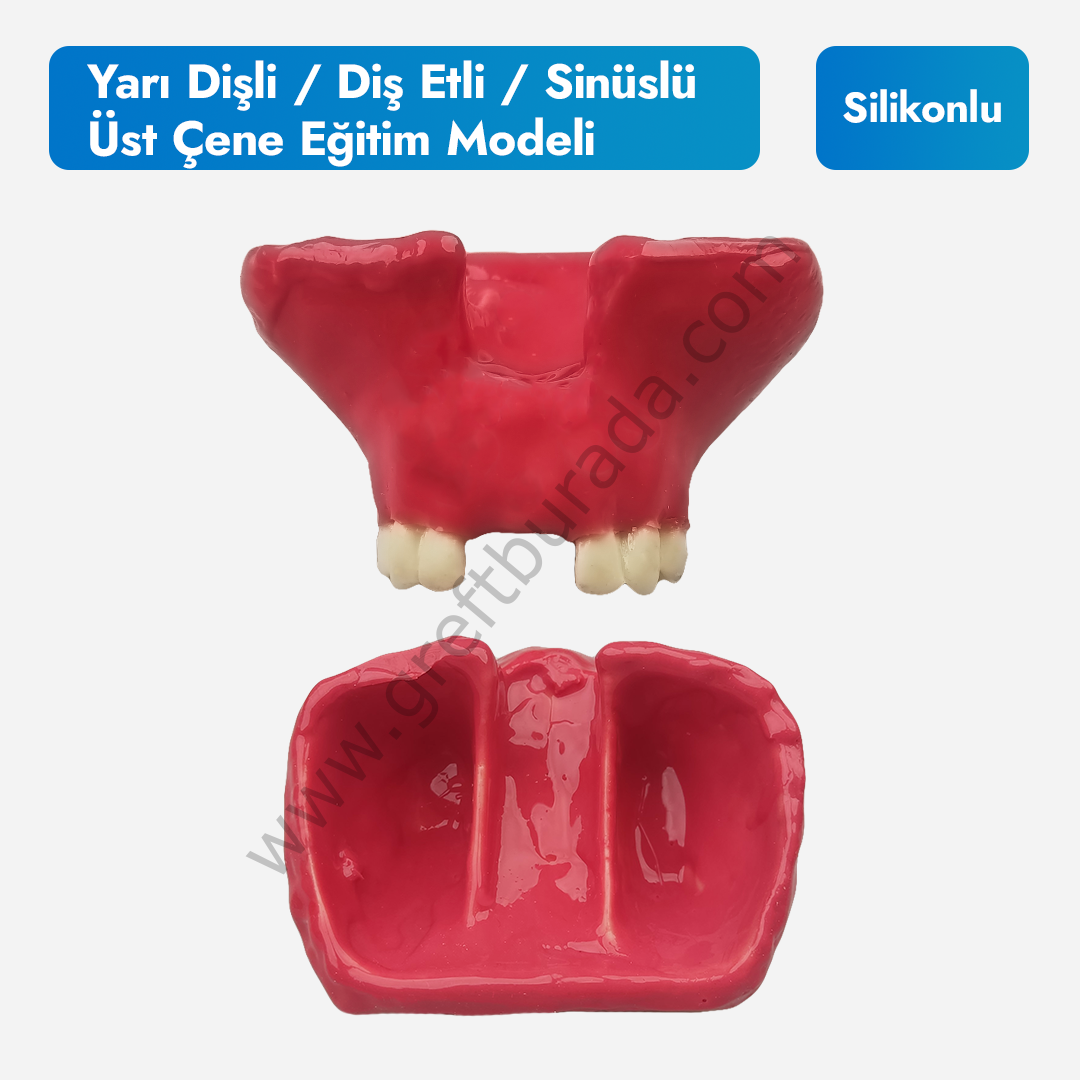 Yarı Dişli Diş Etli Silikonlu Üst Çene Eğitim Modeli