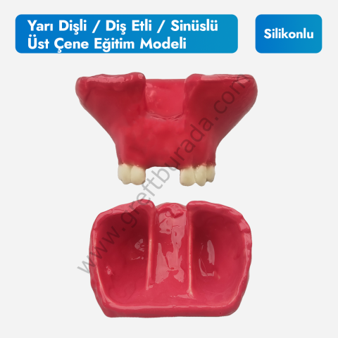 Yarı Dişli Diş Etli Silikonlu Üst Çene Eğitim Modeli