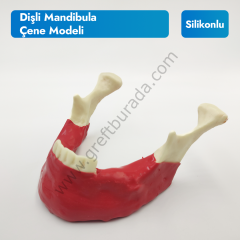 Dişli Mandibula Silikonlu Demo Çene