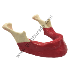 Silikon Kaplı (Diş etli) Mandibüla Dişsiz Çene Modeli