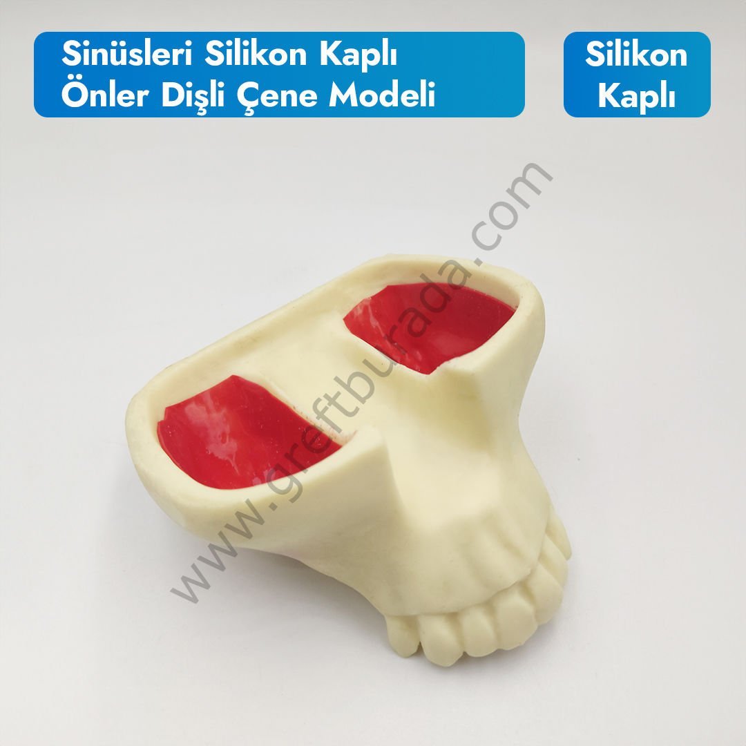 Sinüsleri Silikon Kaplı Önler Dişli Çene Modeli