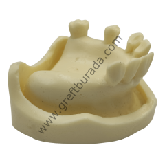 Yarı Dişli Çene Modeli