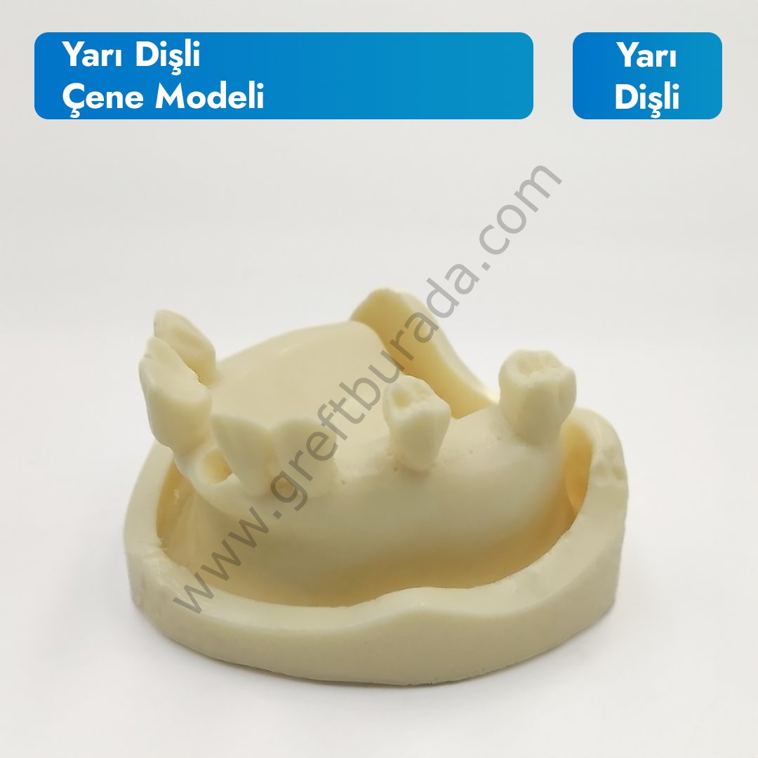 Yarı Dişli Çene Modeli